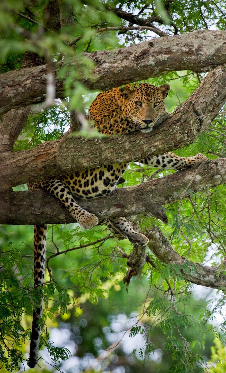 Wilpattu National Park