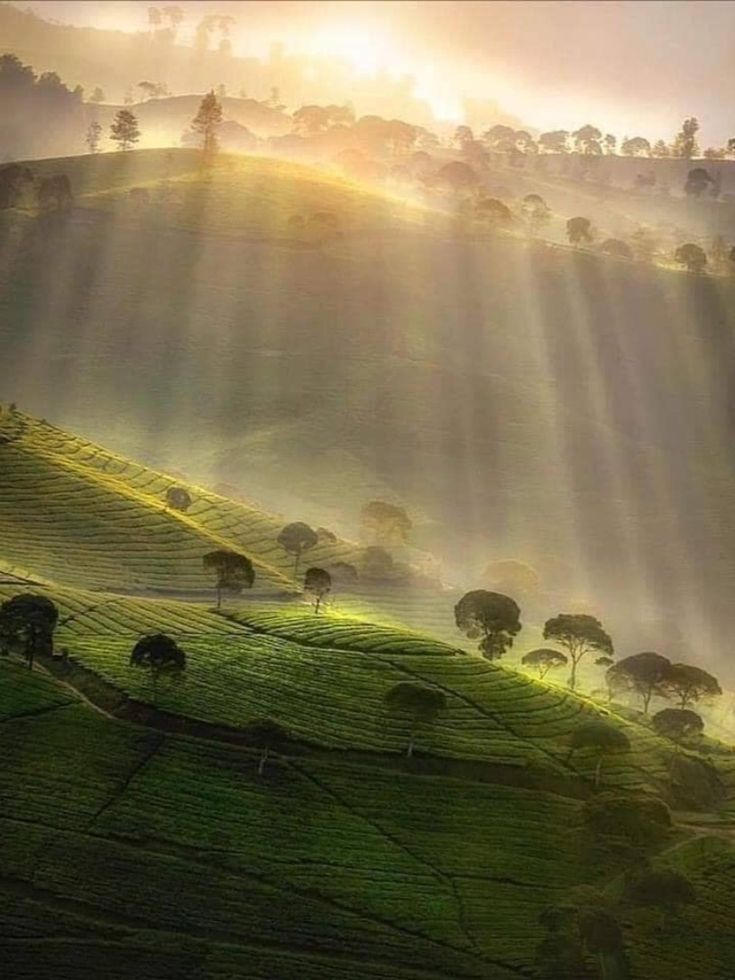 Nuwara Eliya