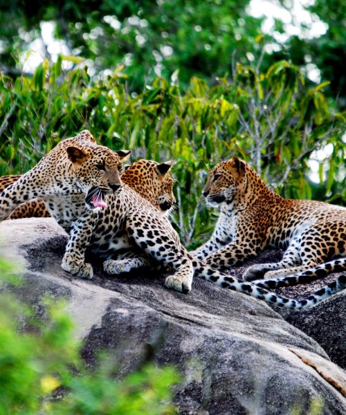 visitlanka2011 copy-min